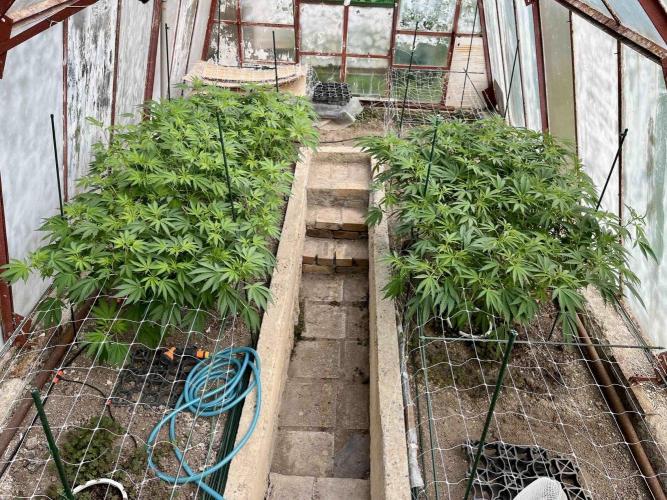 greenhouse26. Week 10