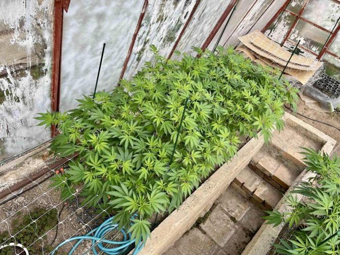 greenhouse26. Week 10 - Grape Diamonds #17 x Grandpa's Cookies #6