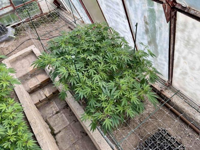 greenhouse26. Week 10 - xxx x Grandpa's Cookies #6
