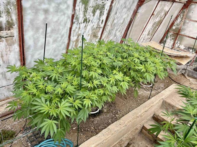 greenhouse26. Week 10 - Grape Diamonds #17 x Grandpa's Cookies #6