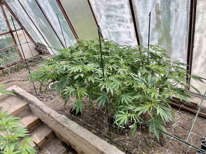 greenhouse26. Week 10 - xxx x Grandpa's Cookies #6