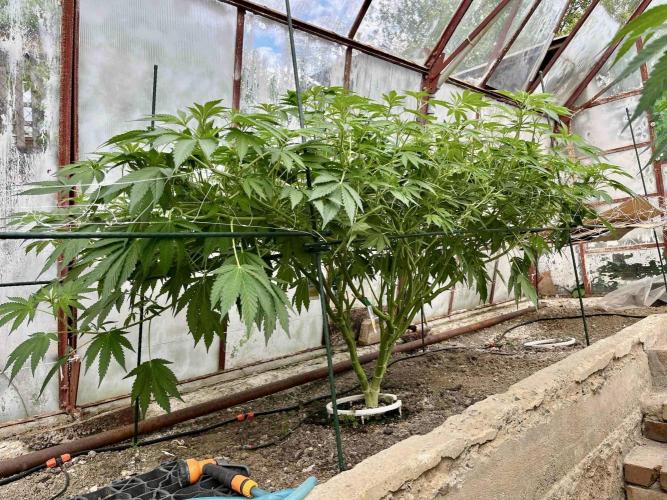 greenhouse26. Week 10 - Grape Diamonds #17 x Grandpa's Cookies #6