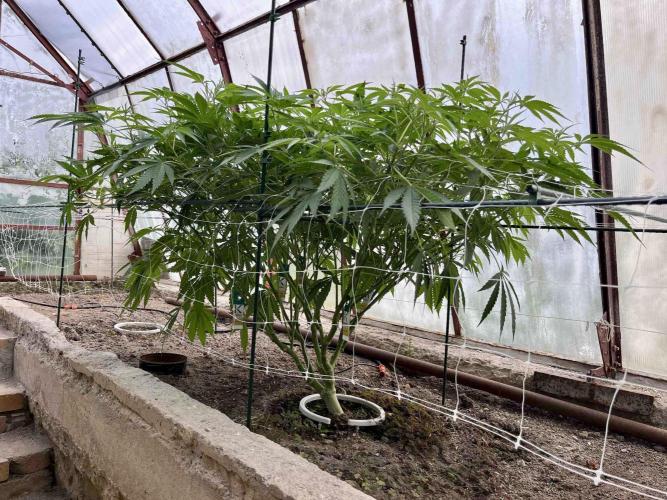 greenhouse26. Week 10 - xxx x Grandpa's Cookies #6