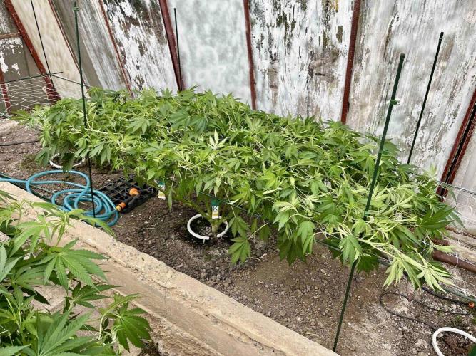 greenhouse26. Week 10 - Grape Diamonds #17 x Grandpa's Cookies #6