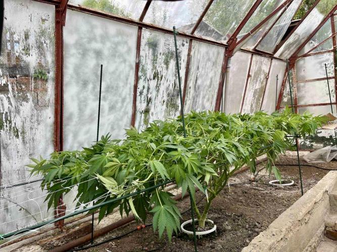 greenhouse26. Week 10 - Grape Diamonds #17 x Grandpa's Cookies #6