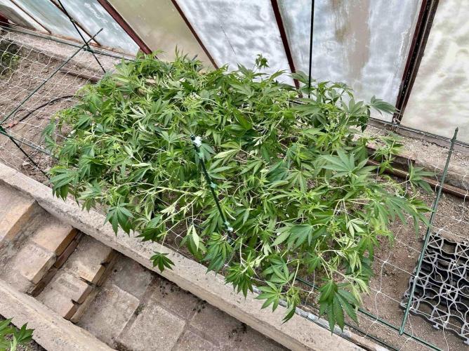 greenhouse26. Week 10 - xxx x Grandpa's Cookies #6