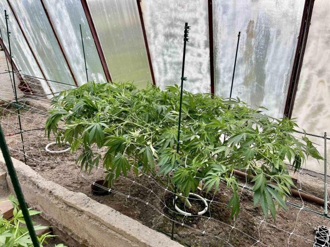 greenhouse26. Week 10 - xxx x Grandpa's Cookies #6