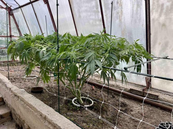 greenhouse26. Week 10 - xxx x Grandpa's Cookies #6