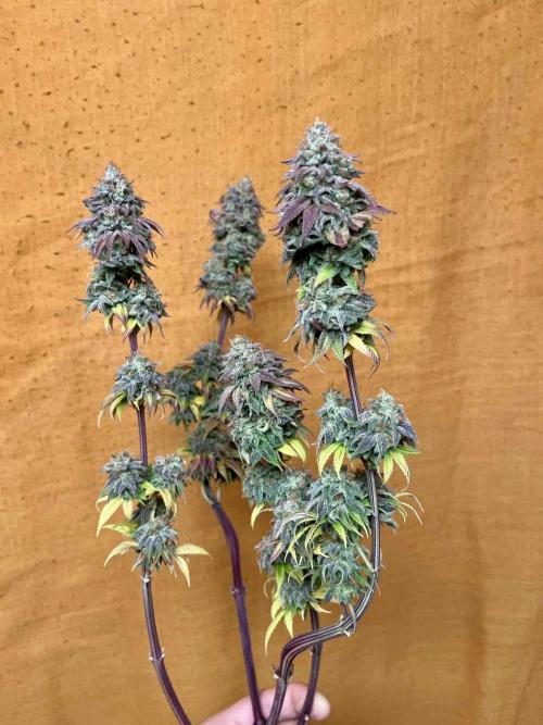 90’ classic. Week 17 - Jack Herer