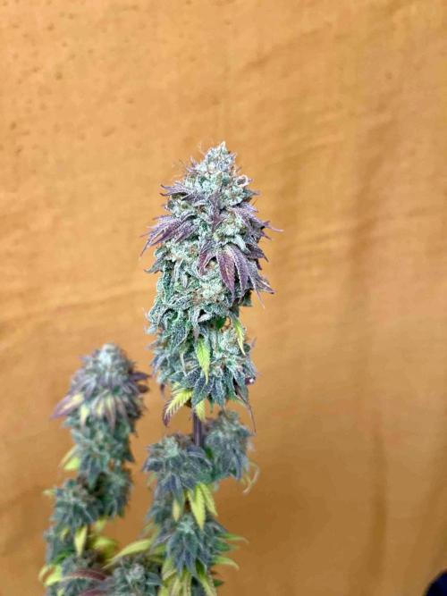 90’ classic. Week 17 - Jack Herer