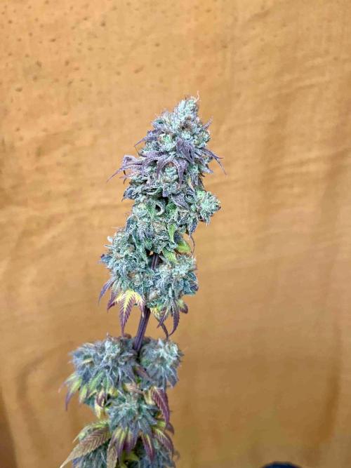 90’ classic. Week 17 - Jack Herer