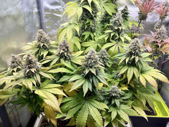 90’ classic. Week 16 - White Widow