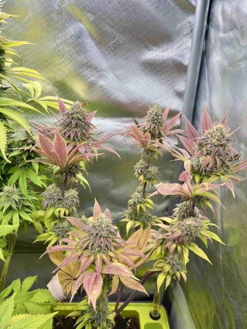 90’ classic. Week 16 - Jack Herer