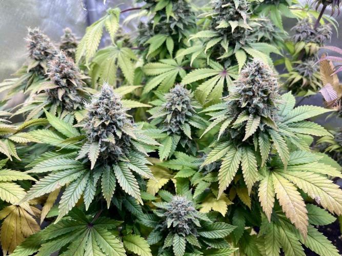 90’ classic. Week 16 - White Widow