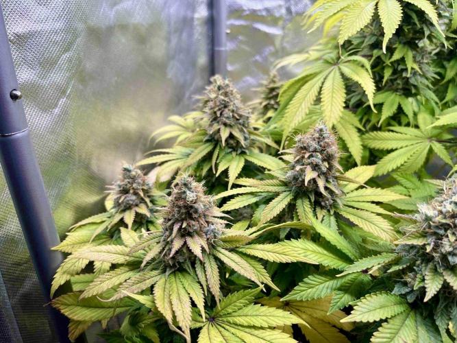 90’ classic. Week 16 - White Widow