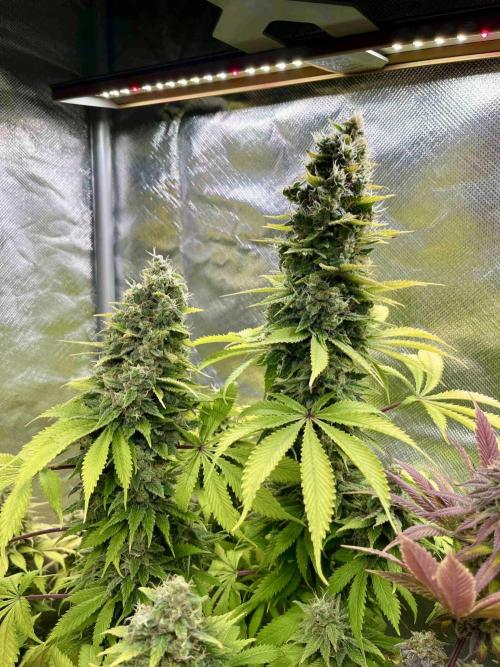 90’ classic. Week 16 - Bubblegum /sativa pheno