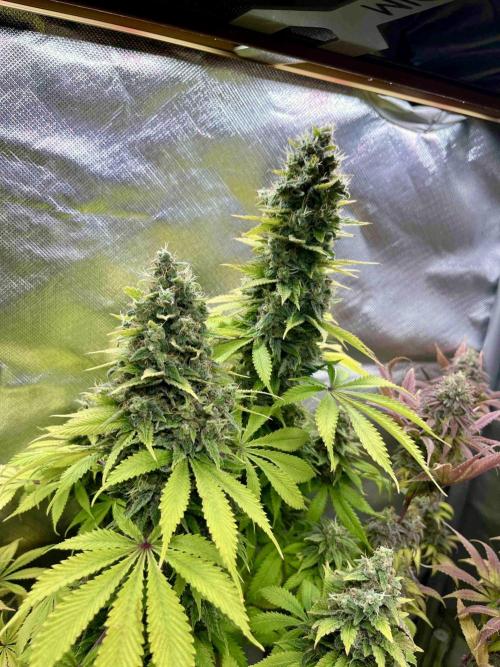 90’ classic. Week 16 - Bubblegum /sativa pheno