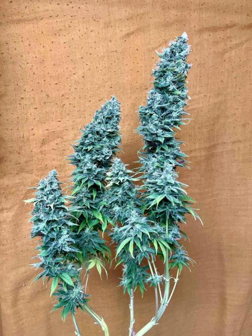 90’ classic. Week 17 - Bubblegum /sativa pheno