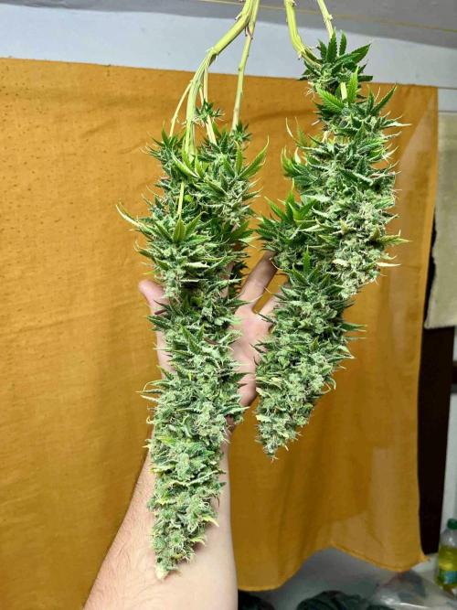90’ classic. Week 17 - Bubblegum /sativa pheno
