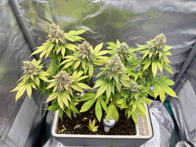 90’ classic. Week 17 - White Widow