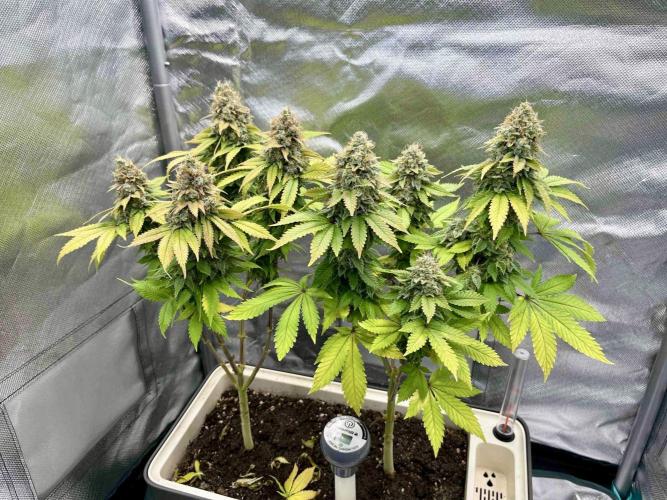 90’ classic. Week 17 - White Widow