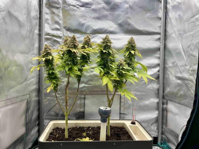 90’ classic. Week 17 - White Widow
