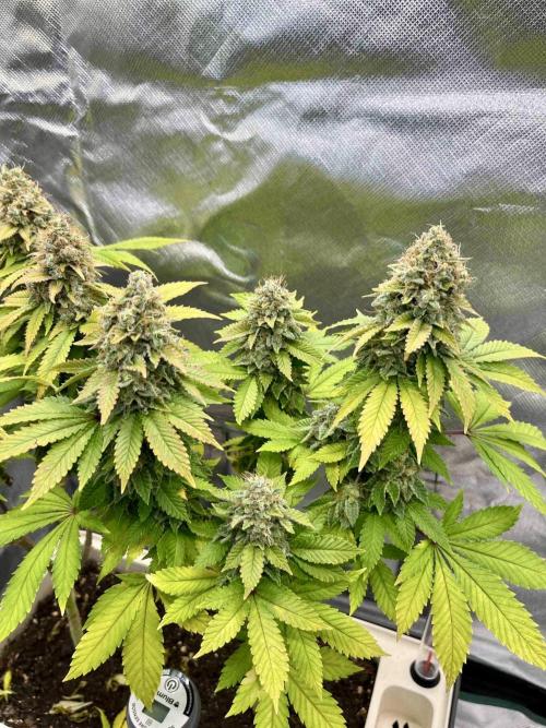 90’ classic. Week 17 - White Widow