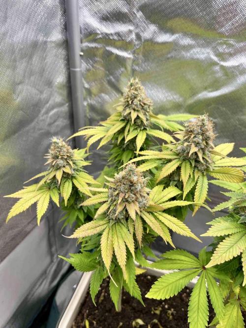 90’ classic. Week 17 - White Widow