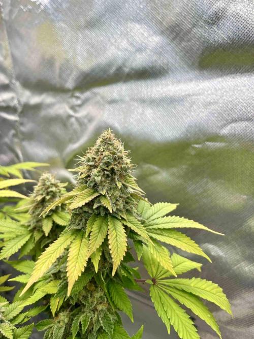 90’ classic. Week 17 - White Widow