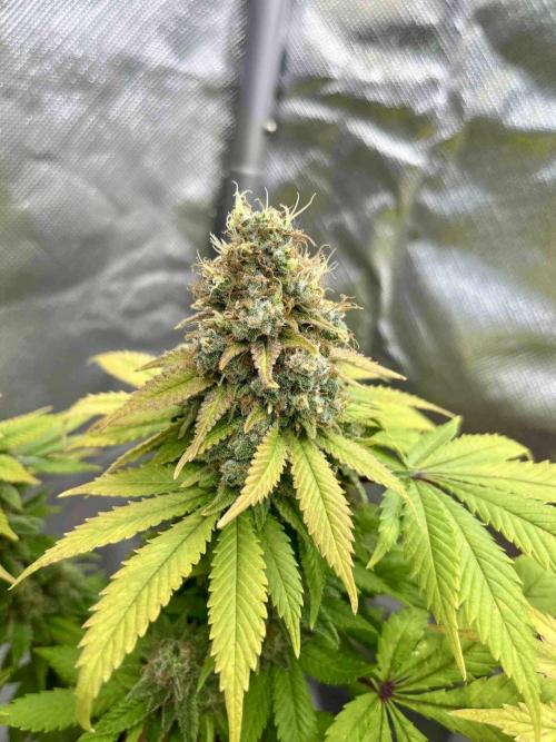 90’ classic. Week 17 - White Widow