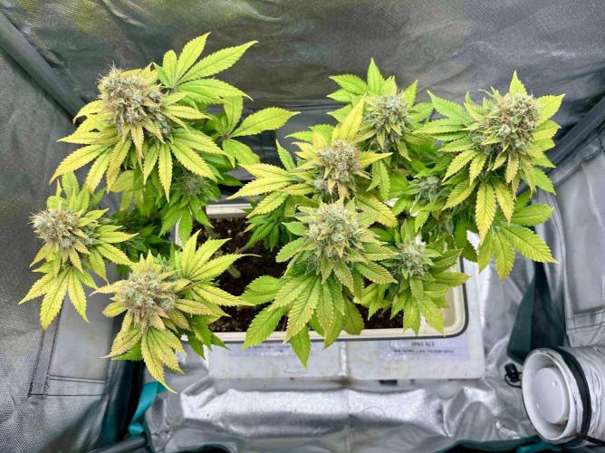 90’ classic. Week 17 - White Widow