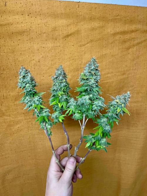 90’ classic. Week 17 - White Widow