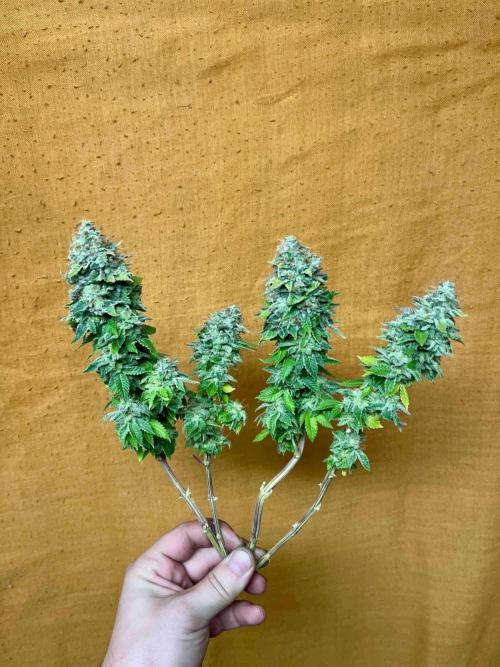 90’ classic. Week 17 - White Widow