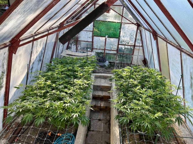 greenhouse26. Week 11