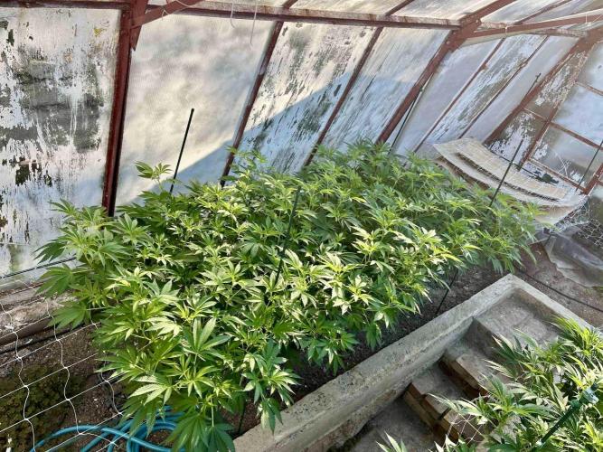 greenhouse26. Week 11 - Grape Diamonds #17 x Grandpa's Cookies #6
