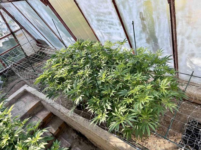greenhouse26. Week 11 - xxx x Grandpa's Cookies #6