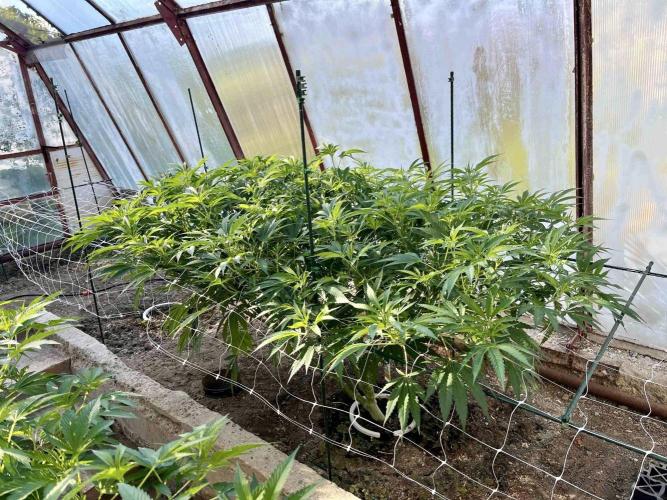 greenhouse26. Week 11 - xxx x Grandpa's Cookies #6