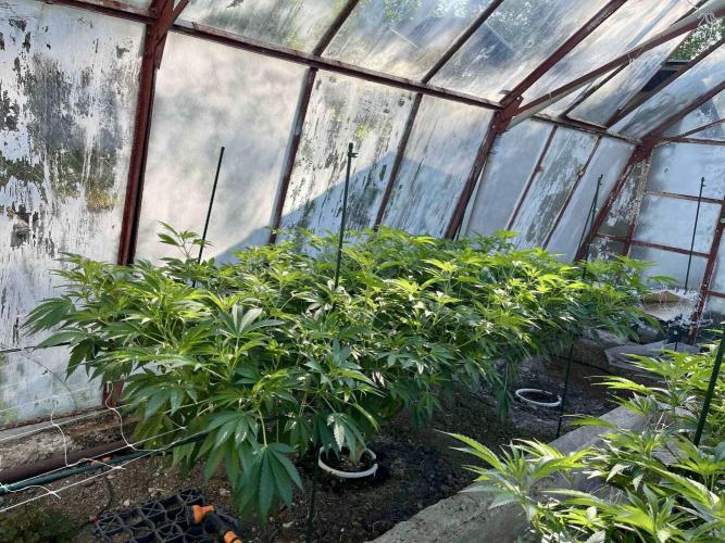greenhouse26. Week 11 - Grape Diamonds #17 x Grandpa's Cookies #6