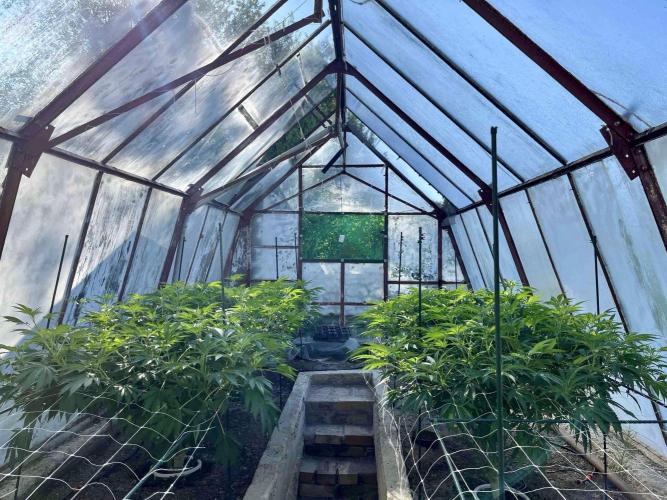 greenhouse26. Week 11 - ráno