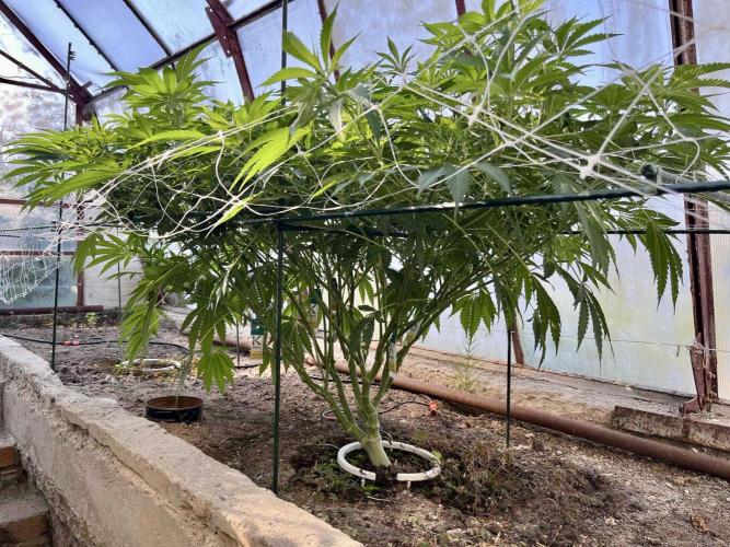 greenhouse26. Week 11 - xxx x Grandpa's Cookies #6