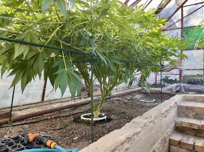 greenhouse26. Week 11 - Grape Diamonds #17 x Grandpa's Cookies #6