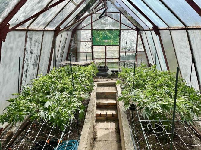 greenhouse26. Week 11