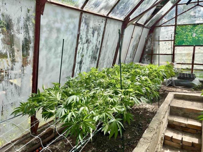 greenhouse26. Week 11 - Grape Diamonds #17 x Grandpa's Cookies #6