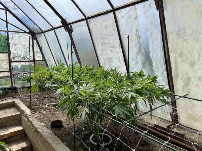 greenhouse26. Week 11 - xxx x Grandpa's Cookies #6