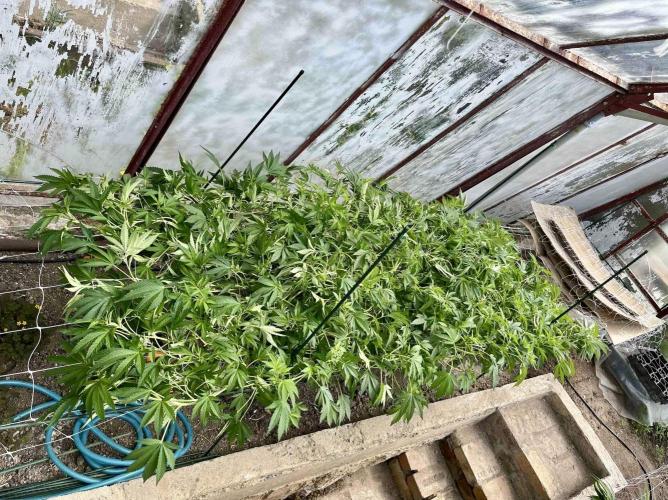 greenhouse26. Week 11 - Grape Diamonds #17 x Grandpa's Cookies #6