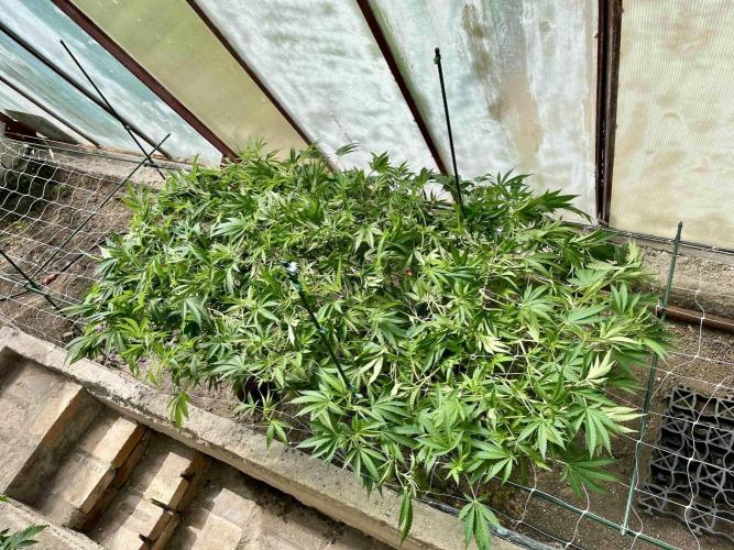 greenhouse26. Week 11 - xxx x Grandpa's Cookies #6
