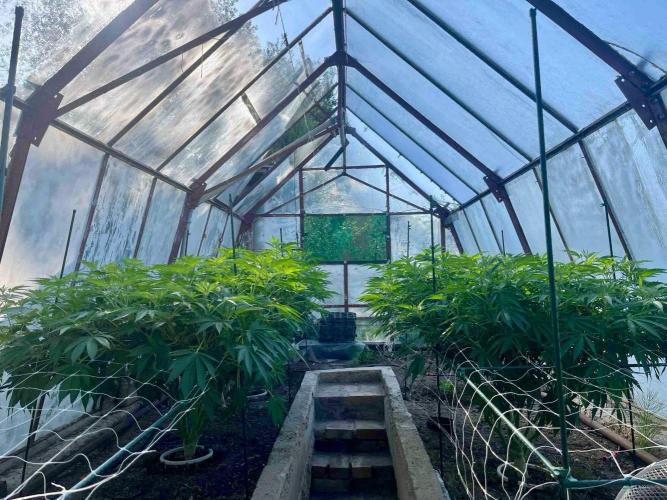 greenhouse26. Week 12
