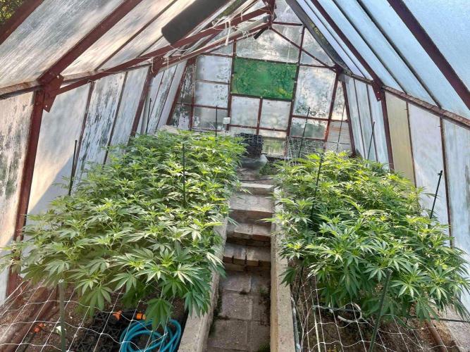 greenhouse26. Week 12