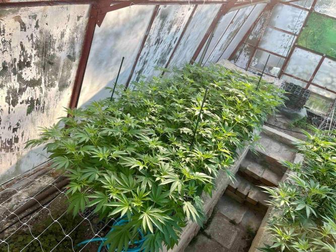greenhouse26. Week 12 - Grape Diamonds #17 x Grandpa's Cookies #6
