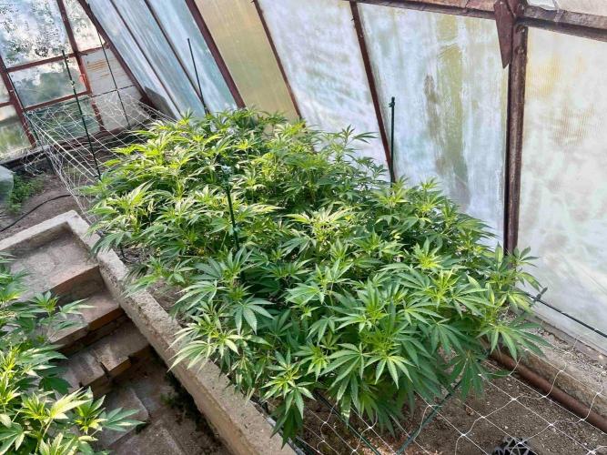 greenhouse26. Week 12 - xxx x Grandpa's Cookies #6